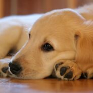 Heart Cancer in Dogs is a Real Thing. Know the Signs, Causes, and Treatments