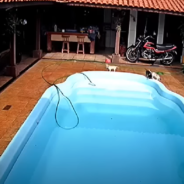 Heroic Pittie Saves Chihuahua Puppy From Drowning In Swimming Pool