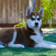 Husky Becomes Depressed When Best Friend is Adopted, Waits Sadly for New Home