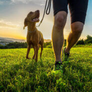 Increase Your Dog’s Exercise with This One Simple Hack