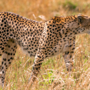 India Deploys Guard Dogs To Protect Newly-Introduced Cheetahs From Poachers