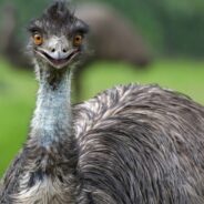 Internet Rallies for TikTok’s Emmanuel the Emu After He’s Struck by Avian Flu