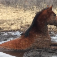 Kind Strangers Rescue Wild Horse Trapped In 6-Foot Deep Swamp Hole