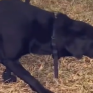 Labrador Sees Cat Halloween Decorations And Doesn’t Know How To Reaction