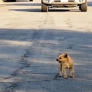 Little Dog Hurting In The Middle Of The Road Refuses To Run Away