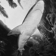 Little Is Known About The Critically Endangered Tope Shark, Can It Be Saved From Extinction?