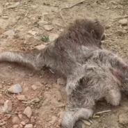 Mama Sloth Reunites With Baby After Being Separated During Bolivia’s Wildfires