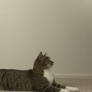 Man Demonstrates How To Teach A Cat New Tricks