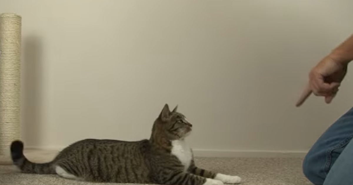 Man Demonstrates How To Teach A Cat New Tricks | OC Shelter Pets