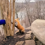 Man Helps Free A Fox With Its Paw Caught In a Tree