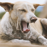 Man Spots Stray Dogs In War-Torn Ukrainian City Lining Up For A Meal