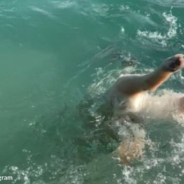 Max The Rescue Dog Thinks He’s A Mermaid