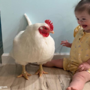 Meet The Rescue Rooster That Thinks He’s A House Dog