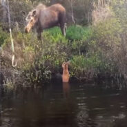 Mother Moose Couldn’t Save her Baby from Danger Until Fishermen Arrived at the Rescue