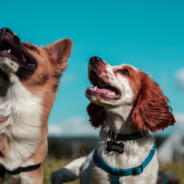 New Study Highlights How Dogs See Things Differently Than Humans