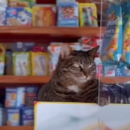 New York City’s Famous “Bodega Cats” May Not Be Getting The Care That They Need