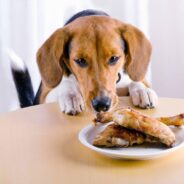 On This National Cook for Your Pets Day, Which Human Foods Can Cats and Dogs Eat?