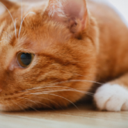 Orange Tabby Cat Can’t Get Enough Of His Favorite Snack