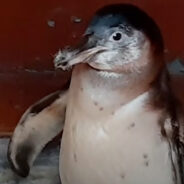 Orphaned Young Penguin Couldn’t Return Home Due to Her Fear of Water