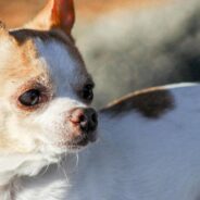 Pebbles, The World’s Oldest Living Dog, Has Passed Away At 22