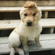 People on the Internet Falls in Love with a Charming One-Eared Dog Named Rae