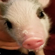 Piglet Born With Shaking Head Syndrome Gets Rescued From Euthanasia