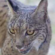 Plan to Rewild an Area of Spain Includes Reintroduction of Lynx and Vultures