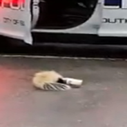 Police Officer Risks Getting Sprayed To Rescue Skunk Stuck In An Ice Cream Cup