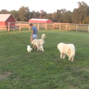 Puppy Attempts Her First “Quack Walk” On Family Farm