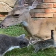 Rescue Deer, Dog, And Cat Coddle Tiny Kitten In Adorable Video