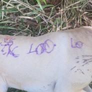 Rescuer Finds Injured Dog Tied To A Tree And Covered In Pen Marks