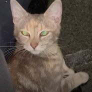 Security Guard Brings Home Stray Cat And Has No Idea She’s Pregnant