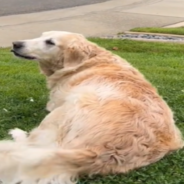 Senior Dog Waits To Greet His Walking Human Friend Every Morning