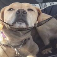 Shelter Dog Gets Treated To A Weekend Away In A Cozy Cottage