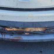 Shock Surprise When a Young Female Coyote is Discovered in the Grille of a Car