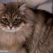 Siberian Cat Is “Livid” As He Waits Next To His Bag Of Kibbles To Be Fed