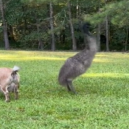 Spunky Emu Does “Zoomies” Around The Yard