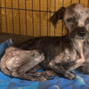 Starving Dog Found In A Pile Of Trash Needs Emergency Surgery To Survive