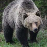 State Officials Locate Grizzly Bear’s Den And Are Mesmerized By The View