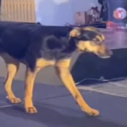 Stray Dog Steals The Show At Brazilian Pageant Competition