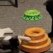 Street Cats Have A Blast With Handed-Down Cat Toys