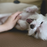 Study Finds Petting Dogs Is Good For Our Brains