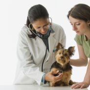 Tackling the Shortage of Veterinarians in America