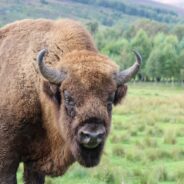 Texas Woman Gored by Bison Releases TikTok Video of the Frightening Event