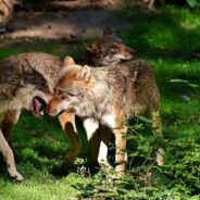 The Amazing Yet Rare Sea Wolves of the Pacific Northwest