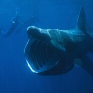 The Endangered Basking Shark is Getting More Help, As Ireland Adds Protections