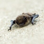 The Environmental, Agricultural, and Health Benefits of Bats