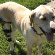 The most common orthopedic injury for dogs and why they need a dog knee brace