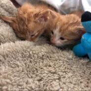 This Blind and Deaf Aussie Helped Raise 2 COVID Kittens and a Deafblind Puppy