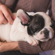 This Woman Refuses to Give Her Brother-In-Law the Money from Selling His Puppies While He Was in Prison